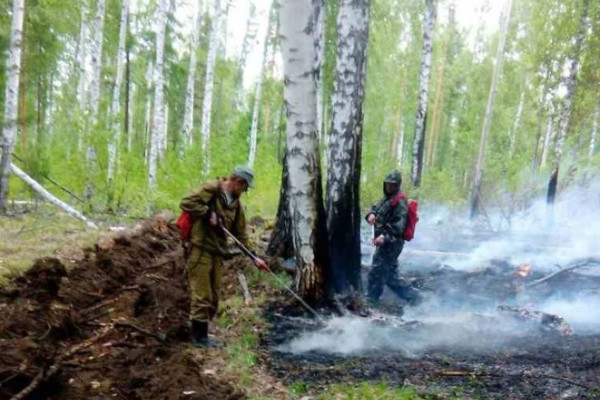 В СПЧ заявили о массовом сокрытии данных о лесных пожарах в Приангарье. СПЧ, пожары, Приангарье