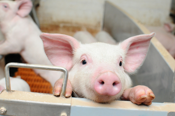 В 8 регионах выявили африканскую чуму свиней. экономика, животноводство, свиньи, африканская чума