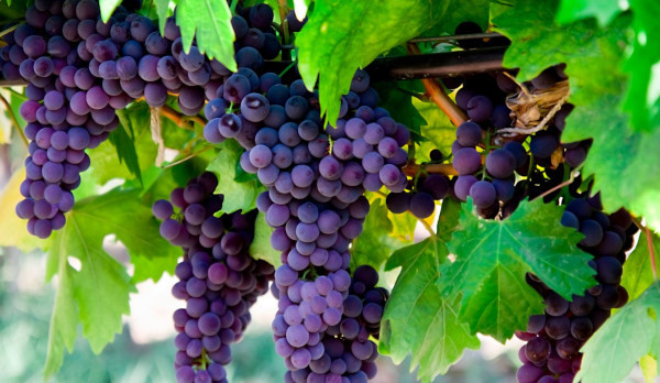Закон о введении акцизов на виноград может привести к росту цен на вино. экономика, акцизы, виноград, вино