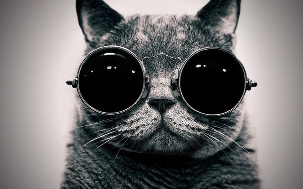 О котах и счастье
