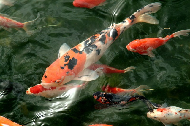 В Японии продали самую дорогую рыбу планеты. 26856.jpeg