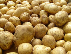 Россельхознадзор ввел запрет на ввоз картофеля из Египта