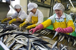 Сахалин открыл рыбную биржу
