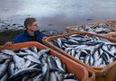 Мнение: Сокращение поставок рыбы с Дальнего Востока - сезонное явление