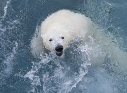 Бурение Shell в Арктике приведет к новой глобальной катастрофе - эколог