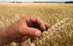Пшеница на мировых рынках снизилась в цене