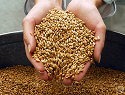 Россия экспортировала почти 20 миллионов тонн зерна