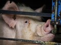 Амбиции свиноводов усмирила чума