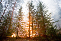 Площадь лесных пожаров побила прошлогодний рекорд