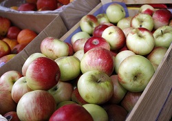 В импортных яблоках найдены нитраты и пестициды