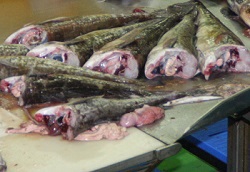 Норвежская рыба заражена кишечной палочкой - Россельхознадзор