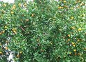 Дешевые апельсины можно выращивать на Ставрополье - мнение