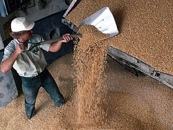 Россия экспортировала 19 млн тонн зерна - Зубков