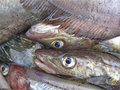 Юрий Алашеев: Эффект субсидий будет заметен на дешевой рыбе