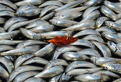 Рыбные рынки проглотит век технологий?