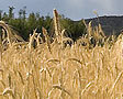 Пшеница немного выросла в цене