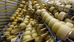 Россия расширит запрет на ввоз иностранных консервов и сырной продукции