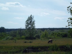 Шойгу осудил вырубку леса в Жуковском