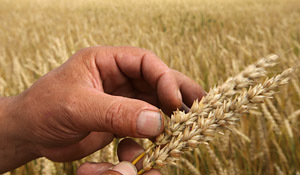 Украина собирает урожай зерна