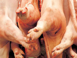Россия в феврале запретит ввоз мяса из Германии