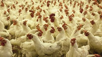 Эксперт: Россия обогнала Америку по цене куриного мяса