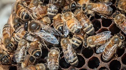 Башкирия будет поставлять мед в Китай