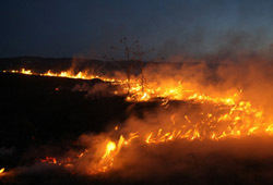 Число природных пожаров в РФ растет