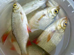 ФАС заподозрила в сговоре восемь рыбных компаний