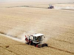 Урожай зерновых в КБР стал рекордным