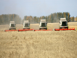 В 2012 году ожидается рекордное производство пшеницы