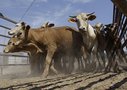  Отказ селян от коров бьет по молочной отрасли 