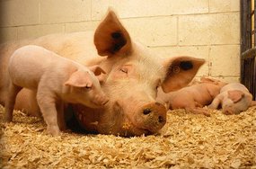 В феврале Украина закупила у России свинину на $4,5 млн