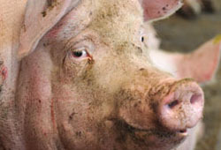 С 15 ноября вводится запрет на ввоз свиней из Германии