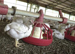 Борьба с в подпольными фермами: правительство решило ввести лимит на домашнее поголовье скота и птицы