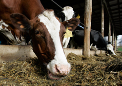 Правительство намерено ограничить поголовье домашнего скота в ЛПХ