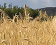 Урожай зерна в России в 2012 году будет меньше прошлогоднего