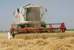 Россия станет лидером по экспорту пшеницы в 2016 году
