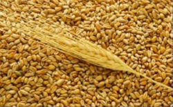 Зюганов: необходимо насытить внутренний рынок зерна
