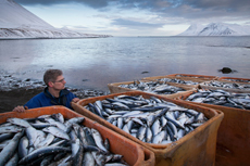 Норвегия не соблюдает требования России по безопасности рыбной продукции