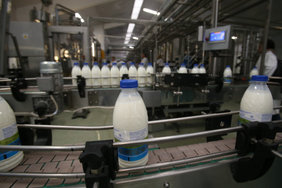 В Адыгее запустили производство готовой продукции из козьего молока