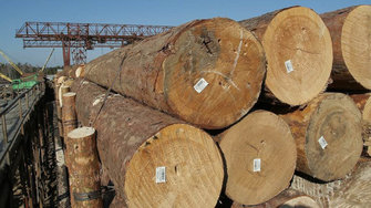 В России ужесточили наказание за незаконный экспорт древесины