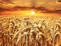В России снова выросли экспортные цены на пшеницу