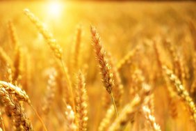 С 1 апреля в России заработает механизм регулирования экспорта зерна