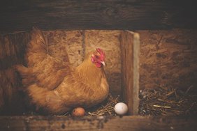 Минсельхоз прокомментировал рост цен на мясо птицы и яйца