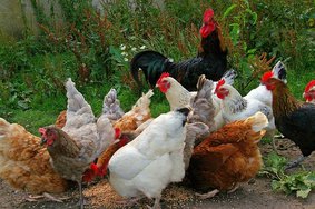 Снижение цен на яйца и куриное мясо ожидается в апреле