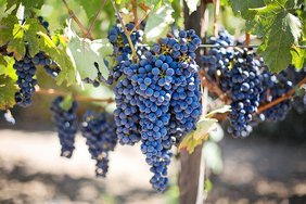 В  Крыму закладывают около тысячи гектаров виноградников ежегодно