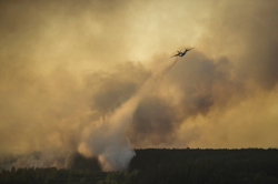 Лесные пожары начали губить лес в Приморье