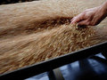 Российская пшеница встряхнула рынки