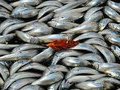  Рыбаки создают дефицит охлажденной рыбы 