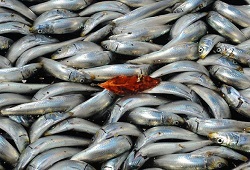  Рыбаки создают дефицит охлажденной рыбы 